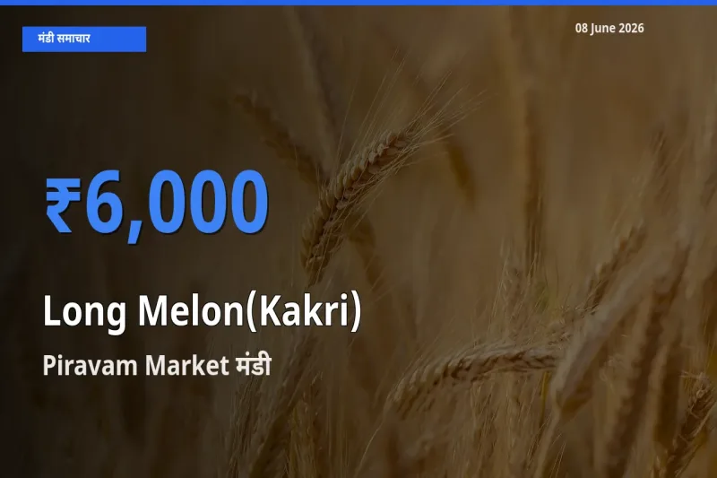 आज ककड़ी के सबसे ज़्यादा दाम Piravam Market मंडी में दर्ज