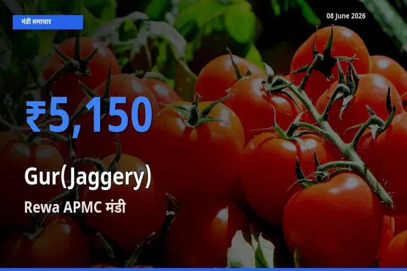 टॉप मंडी बना Rewa APMC! गुड़ के सबसे ऊँचे दाम यहीं दर्ज