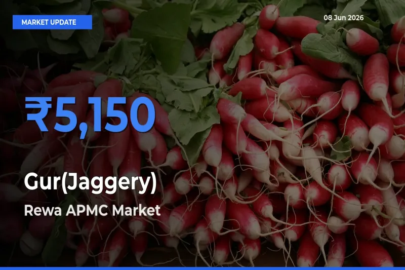 Rewa APMC Offers ₹5,150 – Highest Gur(Jaggery) Rate Today