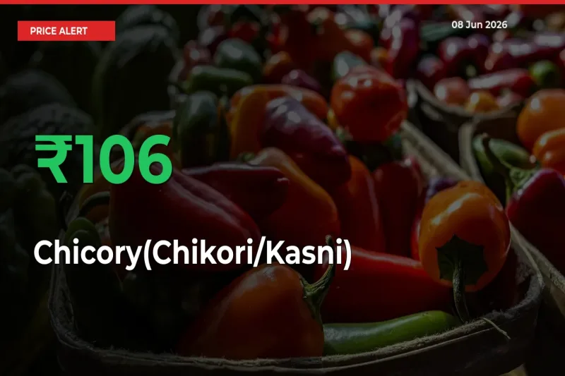 Sharp Jump! Chicory(Chikori/Kasni) Prices Climb 106.34% in 24 Hours at Key Mandis