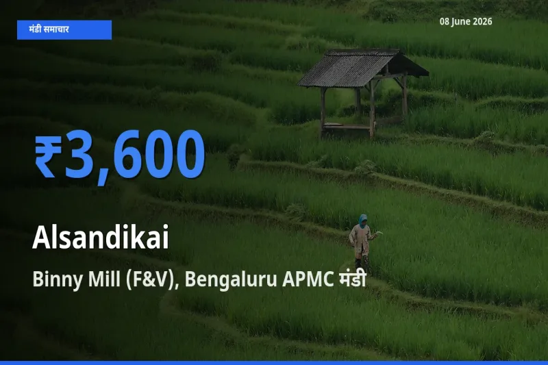टॉप मंडी बना Binny Mill (F&V), Bengaluru APMC! लोबिया (चावली) की फली के सबसे ऊँचे दाम यहीं दर्ज