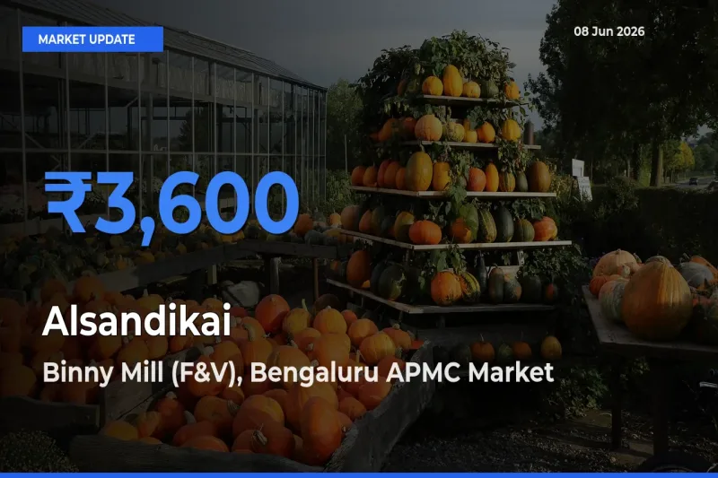 Binny Mill (F&V), Bengaluru APMC Tops Alsandikai Rates – June 08 Market Update