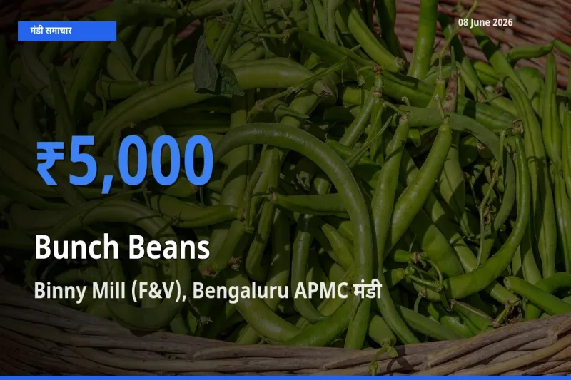 08 June अपडेट: गुच्छेदार सेम के सबसे ऊँचे दाम Binny Mill (F&V), Bengaluru APMC मंडी में