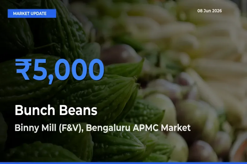 Binny Mill (F&V), Bengaluru APMC Offers ₹5,000 – Highest Bunch Beans Rate Today