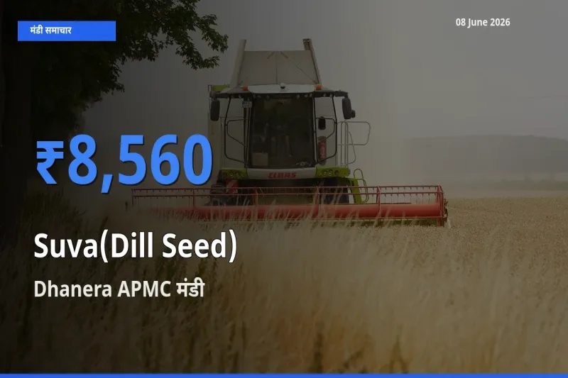 टॉप मंडी बना Dhanera APMC! सुवा (डिल सीड्स) के सबसे ऊँचे दाम यहीं दर्ज
