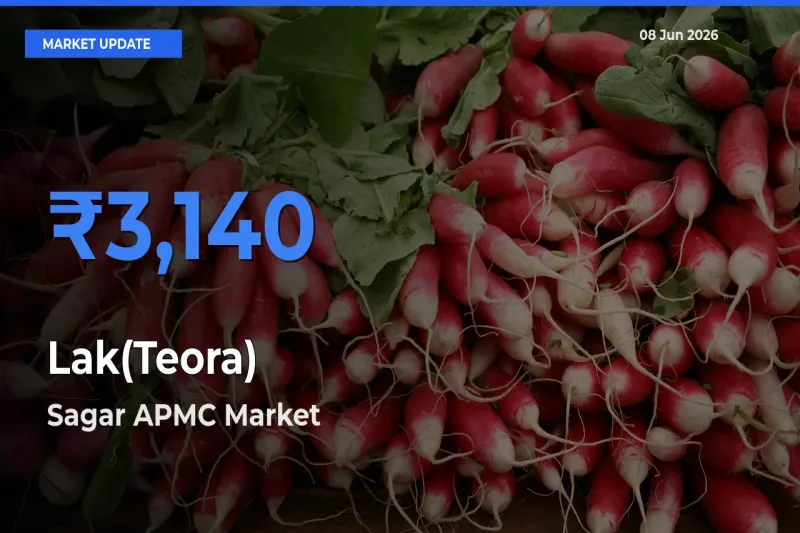 Farmers Prefer Sagar APMC as Lak(Teora) Hits Highest Rate