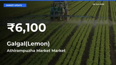 Big Drop! Galgal(Lemon) Slides to 30-Day Low at Athirampuzha Market