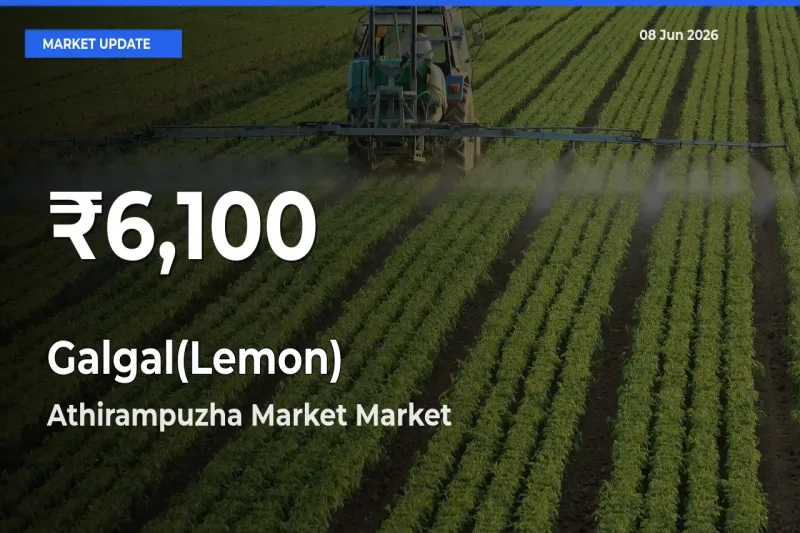 Big Drop! Galgal(Lemon) Slides to 30-Day Low at Athirampuzha Market