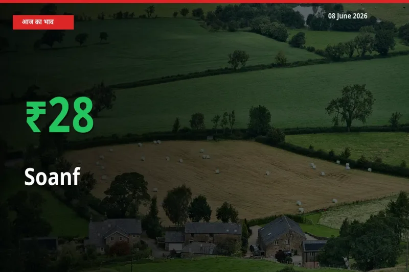 08 June अपडेट: सौंफ के दाम मंडी में 28.05% उछले