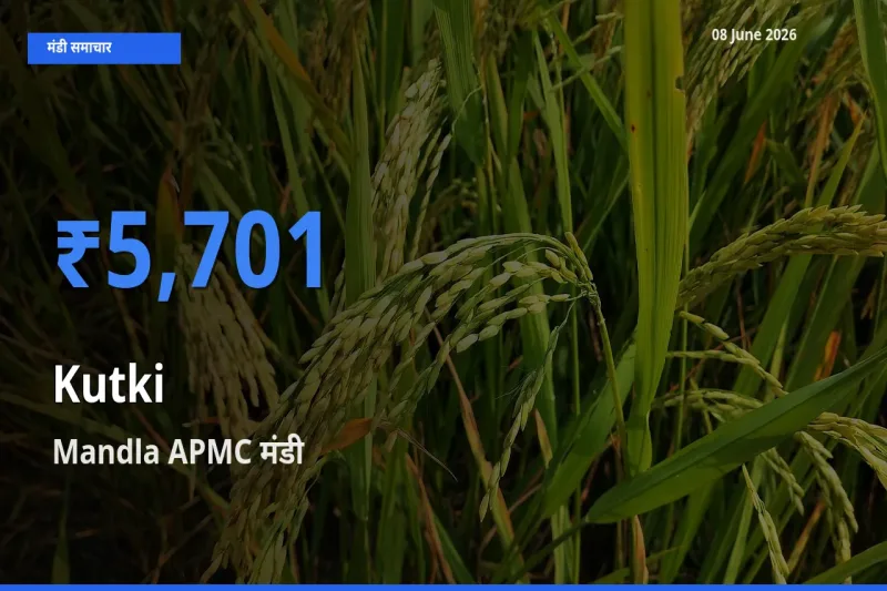 टॉप मंडी बना Mandla APMC! कुटकी के सबसे ऊँचे दाम यहीं दर्ज