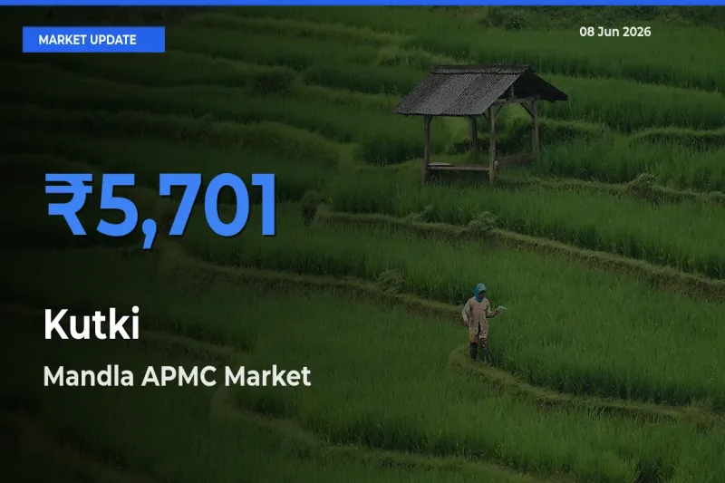 Top Performer! Mandla APMC Offers Best Kutki Price Today