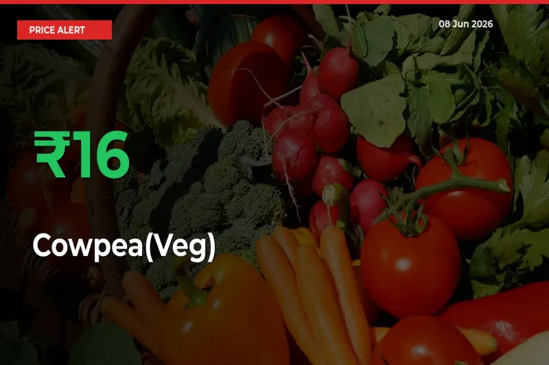 Cowpea(Veg) Prices Rise 15.6% in a Day at Major Mandis