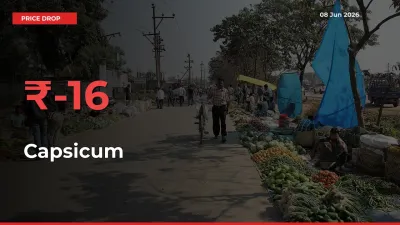 Why Capsicum Prices Fell 15.89% in a Day at Mandis
