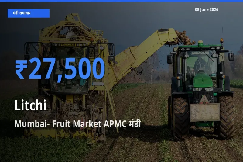 आज लीची के सबसे ऊँचे दाम ₹27,500 Mumbai- Fruit Market APMC मंडी में