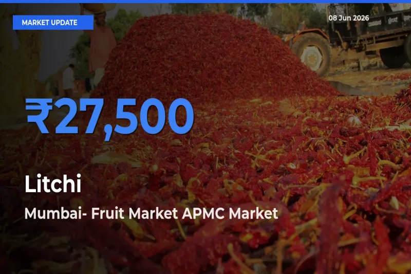 Farmers Prefer Mumbai- Fruit Market APMC as Litchi Hits Highest Rate
