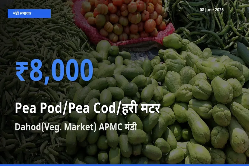 08 June अपडेट: मटर की फली के सबसे ऊँचे दाम Dahod(Veg. Market) APMC मंडी में