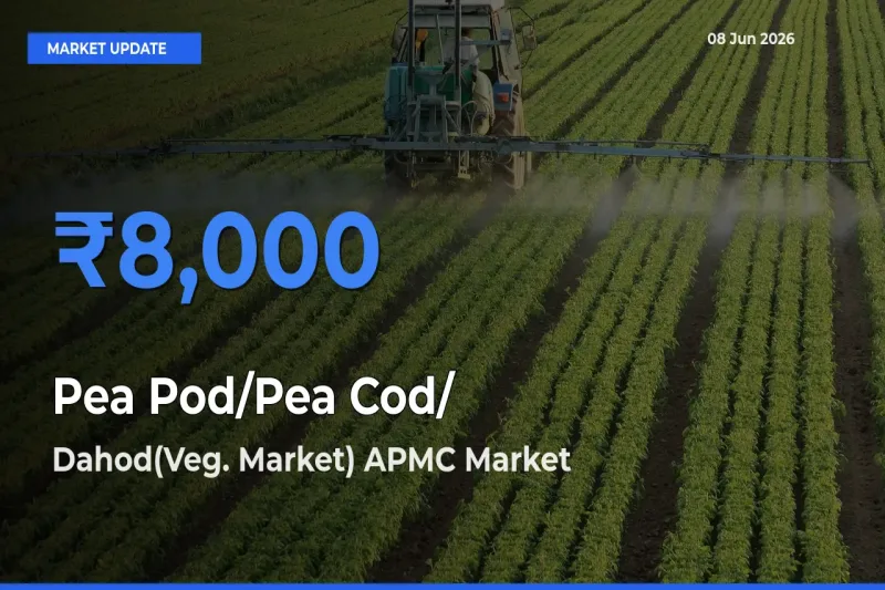 Top Performer! Dahod(Veg. Market) APMC Offers Best Pea Pod/Pea Cod/हरी मटर Price Today
