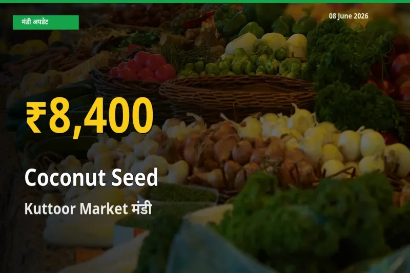 आज का मंडी भाव: Kuttoor Market में नारियल का बीज सबसे ऊँचे स्तर पर