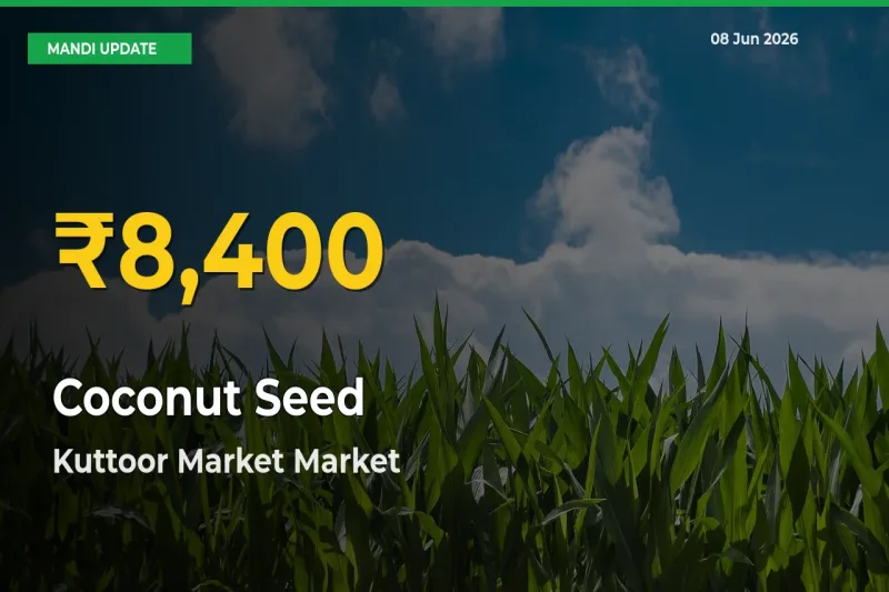Farmers Benefit as Coconut Seed Rate Touches New High in Kuttoor Market