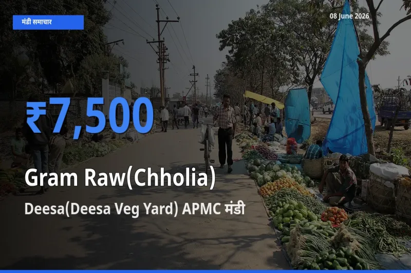 Deesa(Deesa Veg Yard) APMC मंडी में हरा चना (छोलिया) ₹7,500 पर पहुँचा – आज का सर्वोच्च भाव
