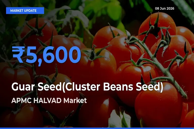 APMC HALVAD Emerges as Top Mandi for Guar Seed(Cluster Beans Seed) Prices Today