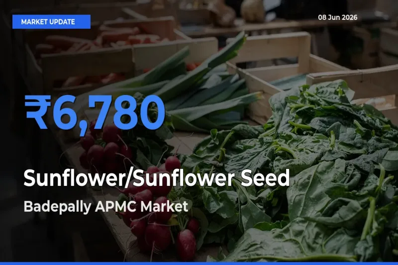 Market Watch: Badepally APMC Becomes Top Mandi for Sunflower/Sunflower Seed