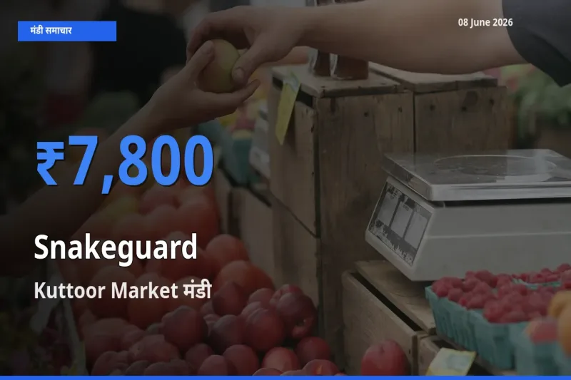 08 June अपडेट: चिचिंडा (नागफनी लौकी) के सबसे ऊँचे दाम Kuttoor Market मंडी में