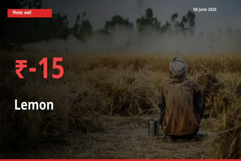 नींबू 15.1% गिरा, मंडी