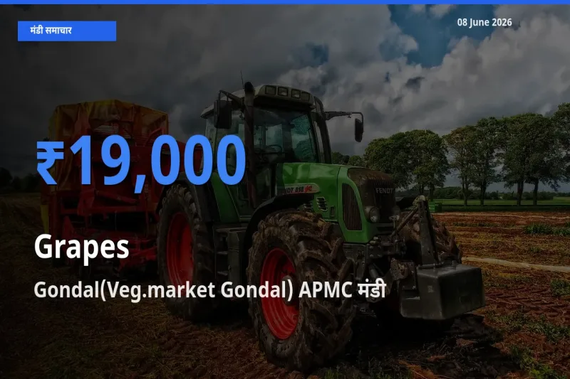 Gondal(Veg.market Gondal) APMC मंडी में अंगूर ₹19,000 पर पहुँचा – आज का सर्वोच्च भाव