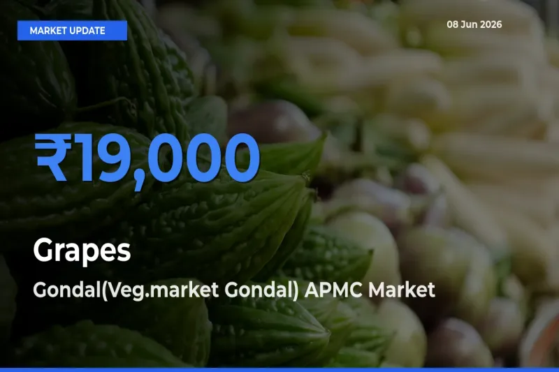 Gondal(Veg.market Gondal) APMC Tops Grapes Mandi Rates Today