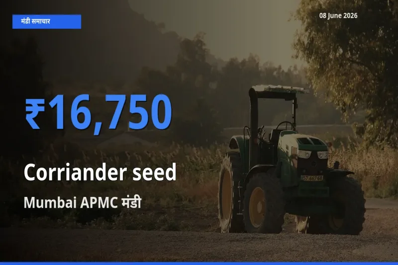 आज साबुत धनिया के सबसे ज़्यादा दाम Mumbai APMC मंडी में दर्ज