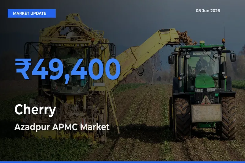 Cherry Mandi Rate Today: Azadpur APMC Tops the List