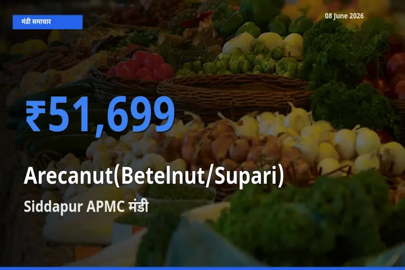 Siddapur APMC मंडी में आज सुपारी के सबसे ऊँचे दाम दर्ज