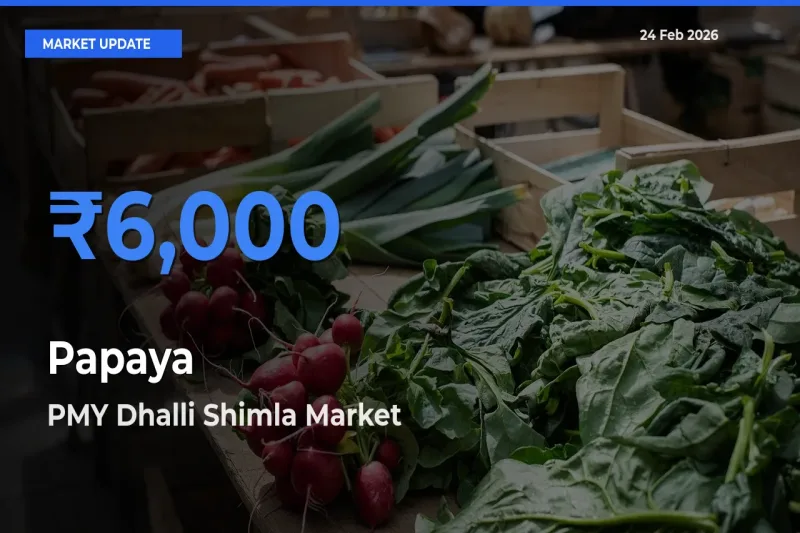 Papaya Mandi Rate Today: PMY Dhalli Shimla Tops the List