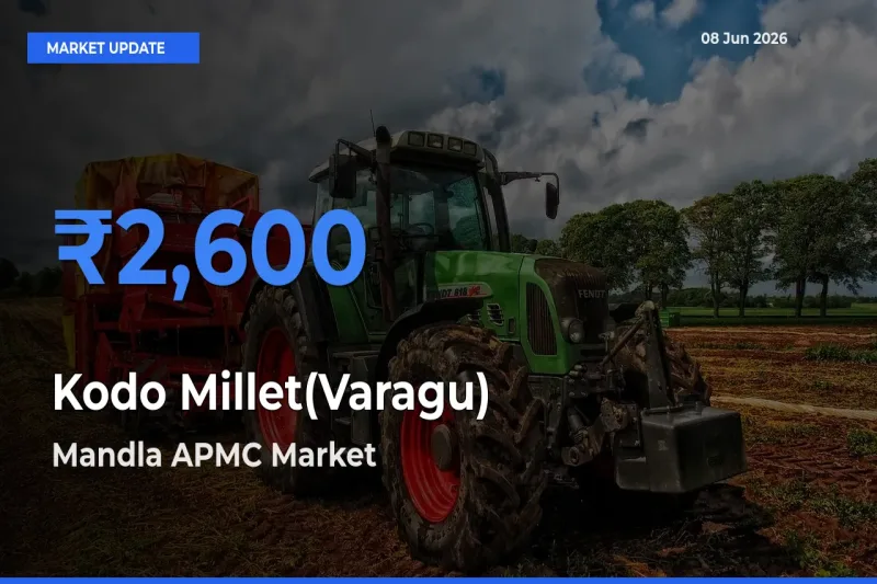 Mandla APMC Tops Kodo Millet(Varagu) Rates – June 08 Market Update