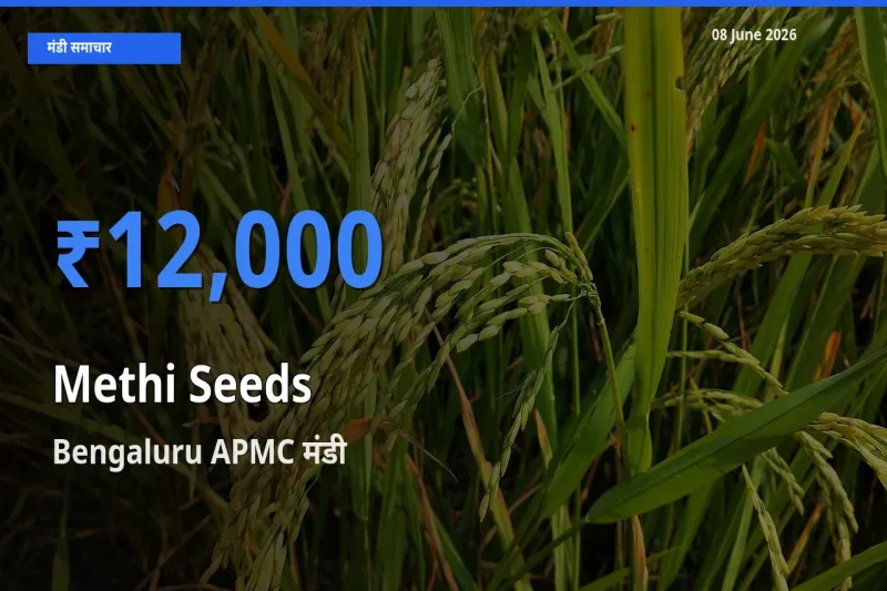 08 June अपडेट: मेथी दाना के सबसे ऊँचे दाम Bengaluru APMC मंडी में