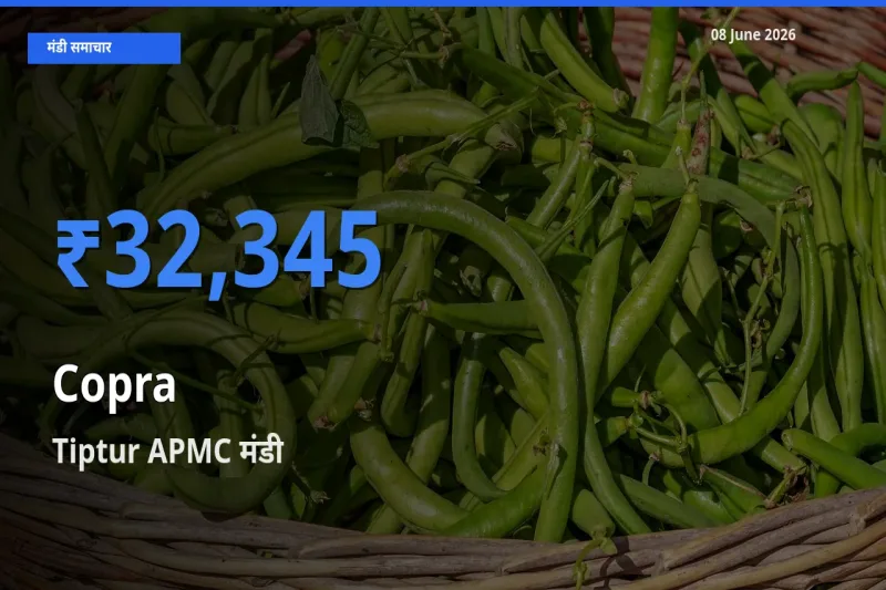 किसानों की पसंद बना Tiptur APMC, सूखा नारियल के सबसे अच्छे दाम