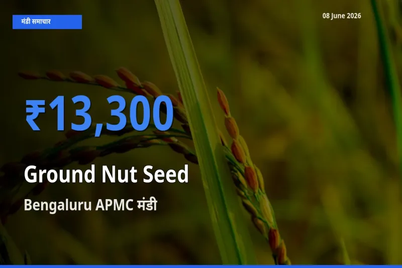 किसानों की पसंद बना Bengaluru APMC, मूंगफली बीज के सबसे अच्छे दाम