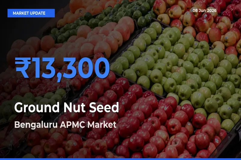 Farmers Prefer Bengaluru APMC as Ground Nut Seed Hits Highest Rate