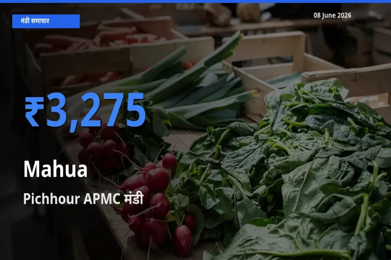 आज महुआ के सबसे ज़्यादा दाम Pichhour APMC मंडी में दर्ज