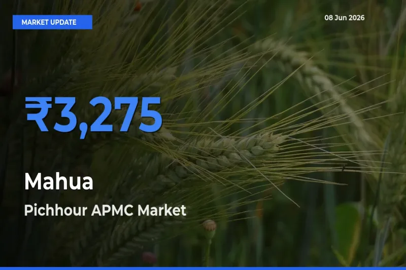 Pichhour APMC Emerges as Top Mandi for Mahua Prices Today