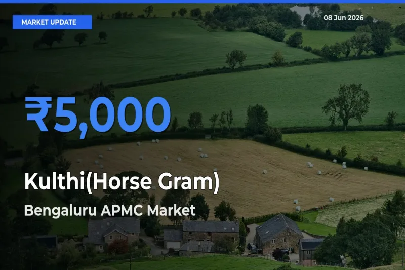 Bengaluru APMC Tops Kulthi(Horse Gram) Mandi Rates Today