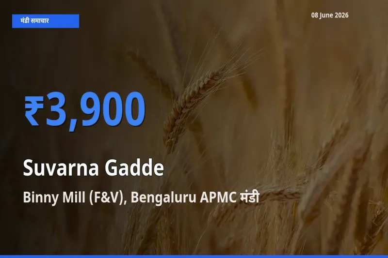 टॉप मंडी बना Binny Mill (F&V), Bengaluru APMC! सुवर्णा गद्दे(सूरन) के सबसे ऊँचे दाम यहीं दर्ज