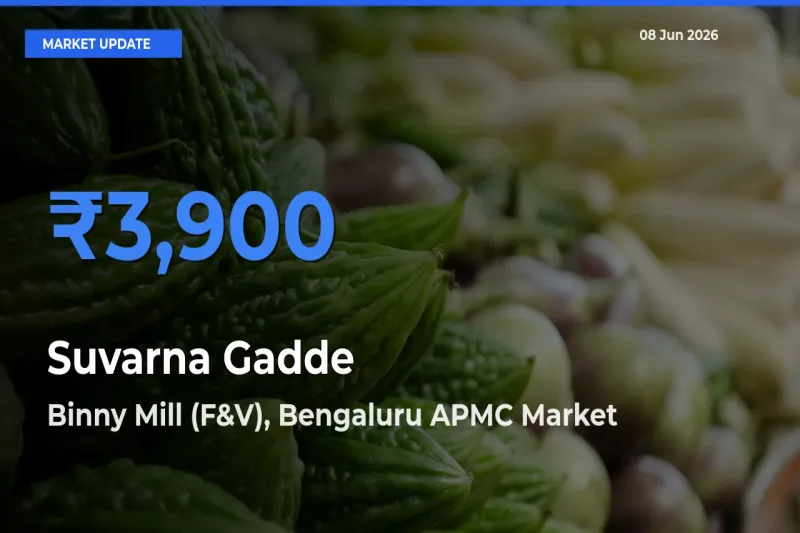 Binny Mill (F&V), Bengaluru APMC Emerges as Top Mandi for Suvarna Gadde Prices Today