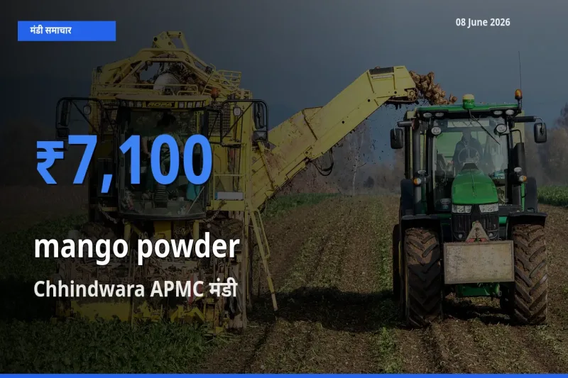 Chhindwara APMC में अमचूर पाउडर का आज सबसे ऊँचा भाव