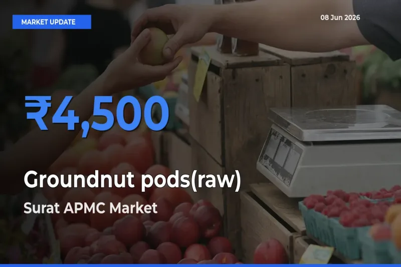 Surat APMC Records Highest ₹4,500 Rate for Groundnut pods(raw)