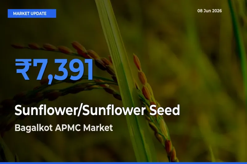 Top Performer! Bagalkot APMC Offers Best Sunflower/Sunflower Seed Price Today