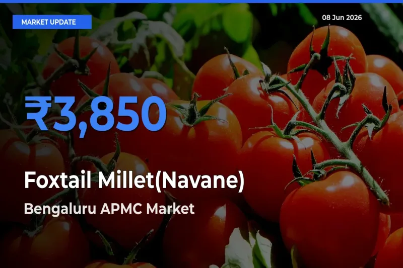 Bengaluru APMC Offers ₹3,850 – Highest Foxtail Millet(Navane) Rate Today