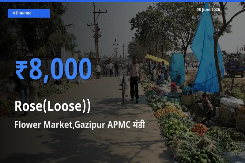 आज का मंडी भाव: गुलाब(ढीला)) के सबसे ज़्यादा दाम Flower Market,Gazipur APMC में