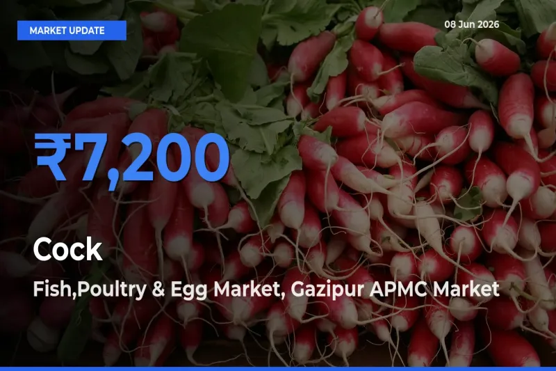 Cock Mandi Rate Today: Fish,Poultry & Egg Market, Gazipur APMC Tops the List